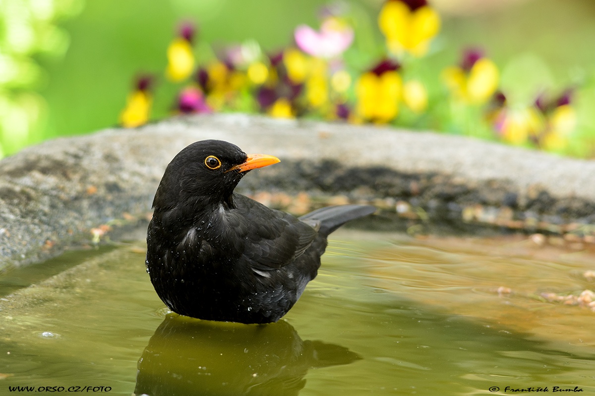   Kos černý (Turdus merula)