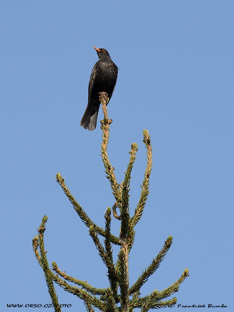   Kos černý (Turdus merula)