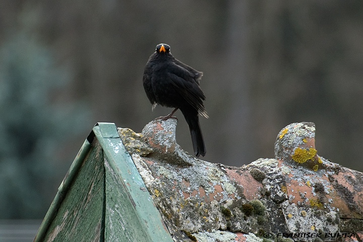   Kos černý (Turdus merula)