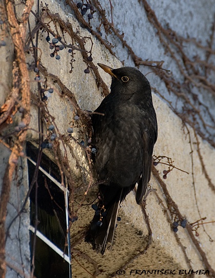   Kos černý (Turdus merula)