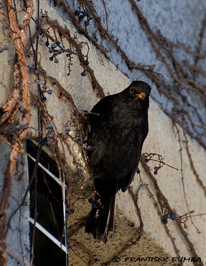   Kos černý (Turdus merula)