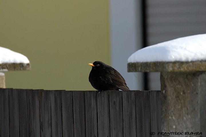   Kos černý (Turdus merula)