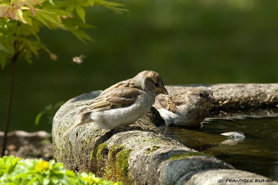 Vrabec domácí (Passer domesticus)