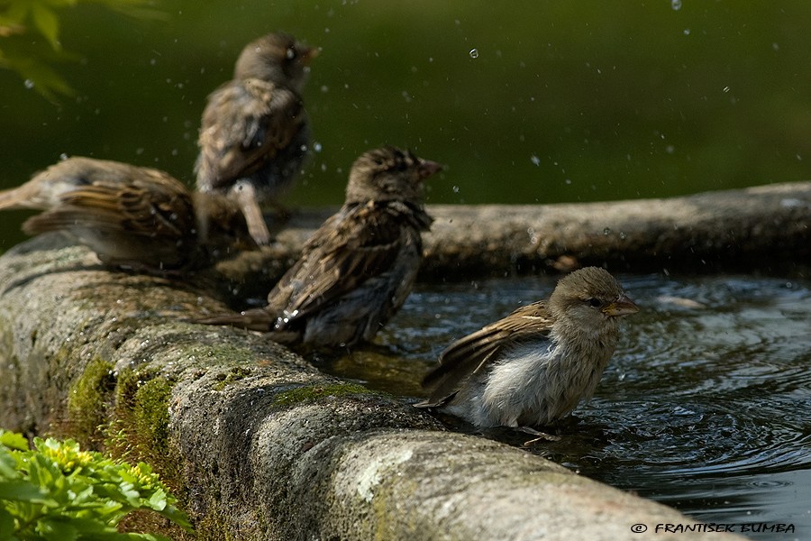 Vrabec domácí (Passer domesticus)