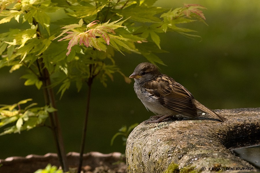 Vrabec domácí (Passer domesticus)