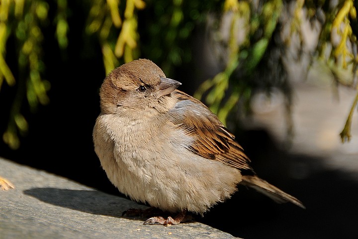 Vrabec domácí (Passer domesticus)