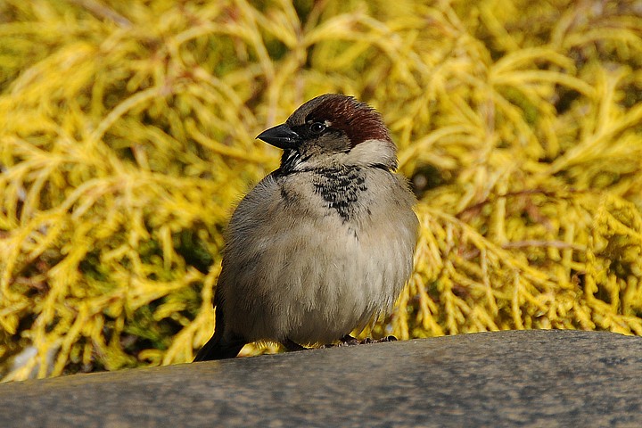 Vrabec domácí (Passer domesticus)