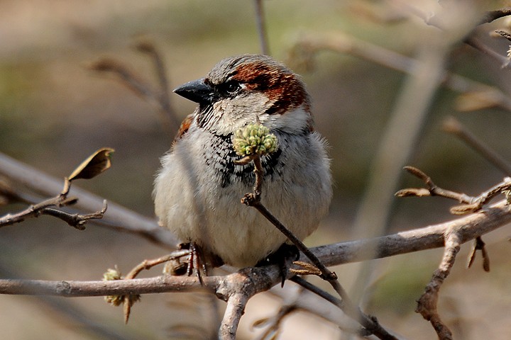 Vrabec domácí (Passer domesticus)