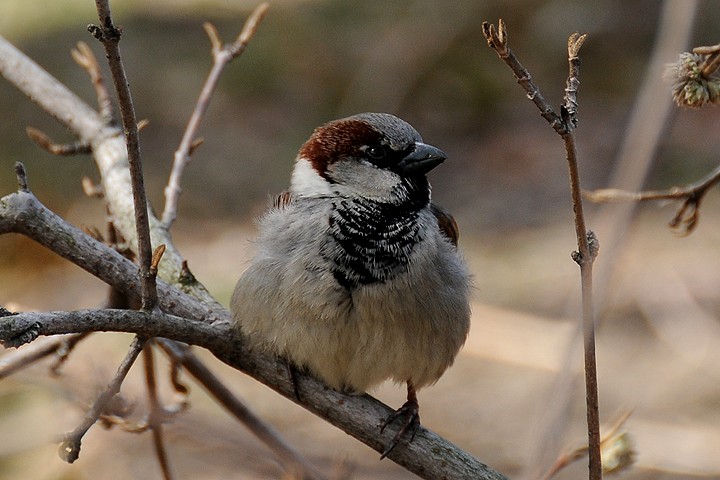 Vrabec domácí (Passer domesticus)