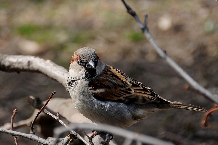 Vrabec domácí (Passer domesticus)