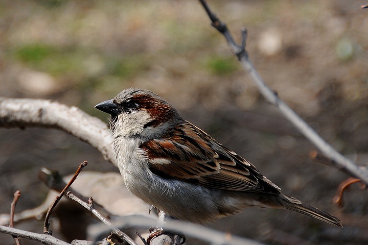 Vrabec domácí (Passer domesticus)