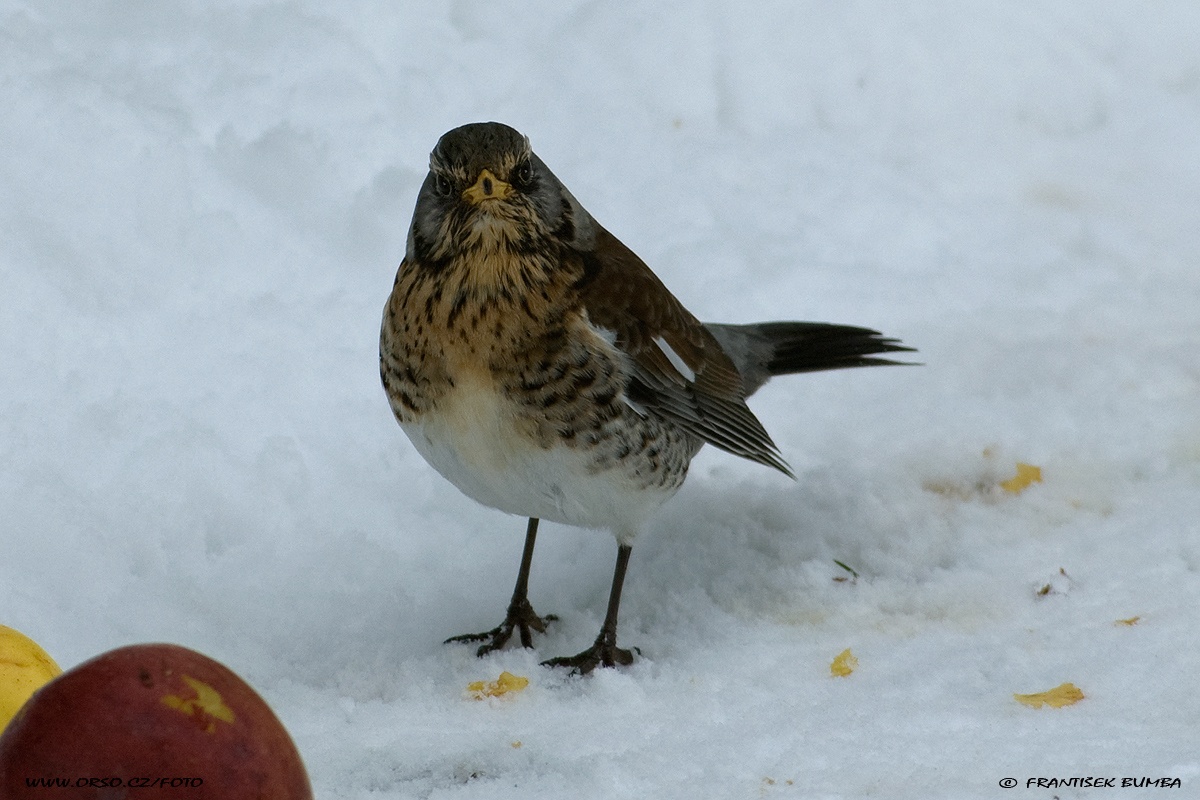 Drozd kvíčala (Turdus pilaris)