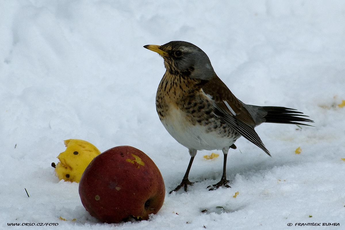 Drozd kvíčala (Turdus pilaris)