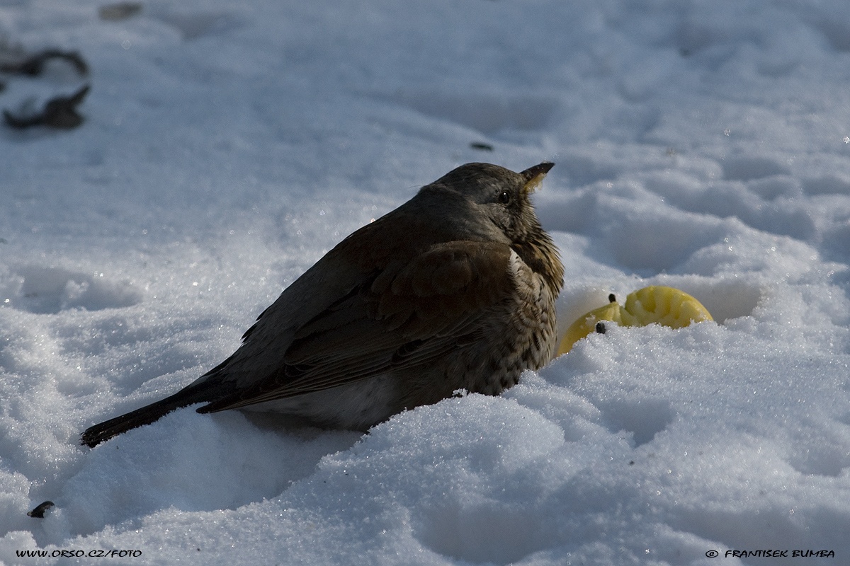 Drozd kvíčala (Turdus pilaris)