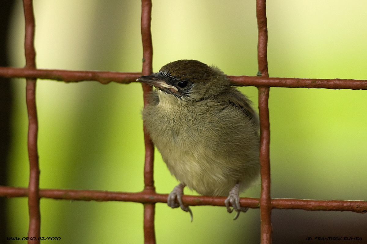 Pěnice černohlavá (Sylvia atricapilla).jpg