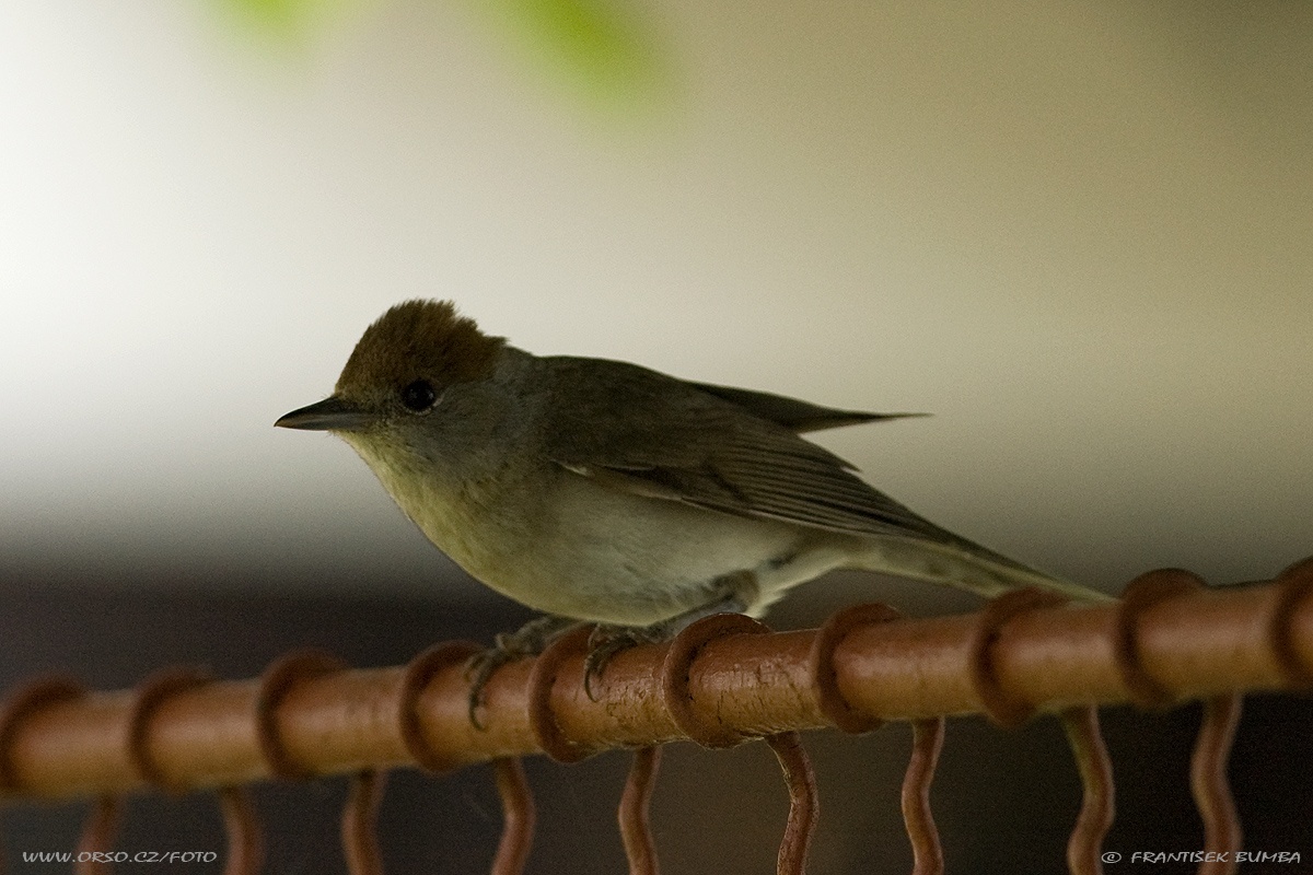 Pěnice černohlavá (Sylvia atricapilla).jpg