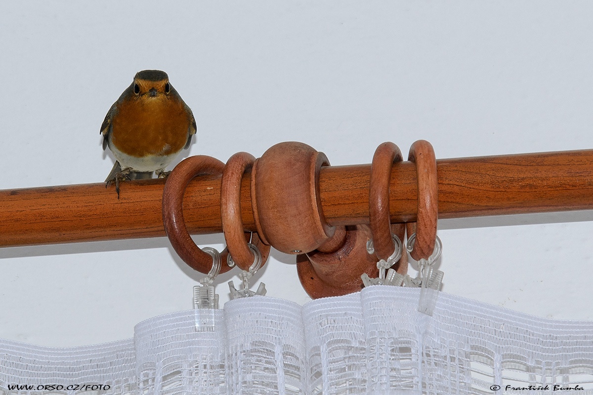 Červenka obecná (Erithacus rubecula)