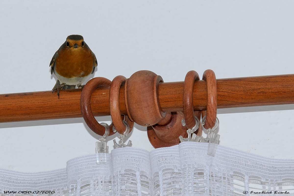 Červenka obecná (Erithacus rubecula)