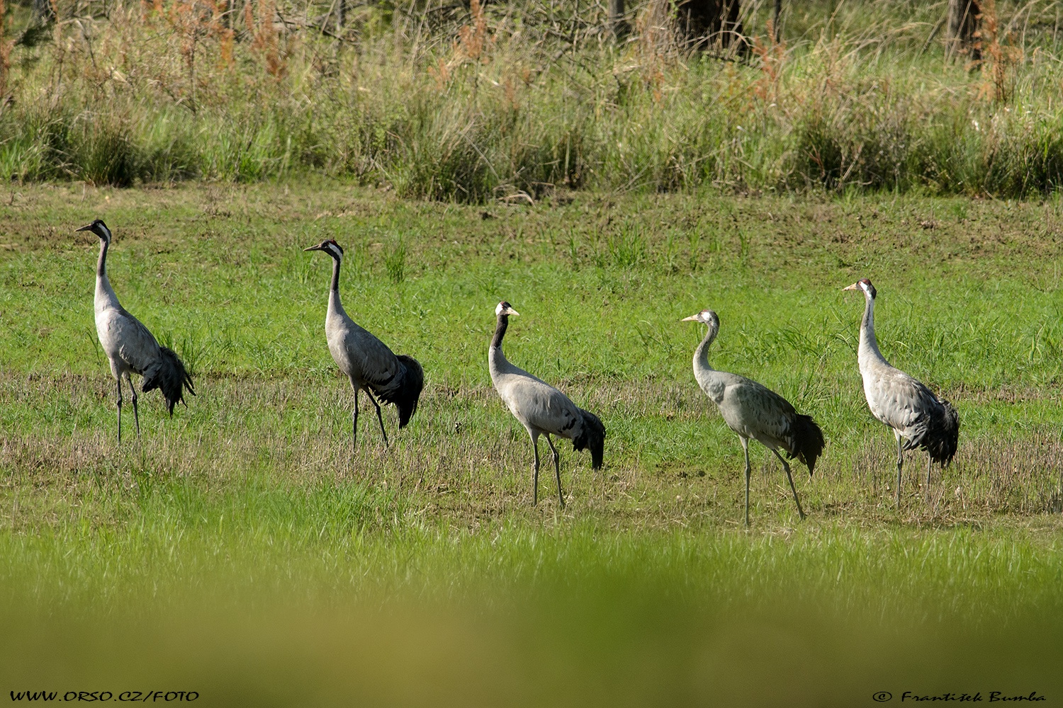   Jeřáb popelavý (Grus grus)