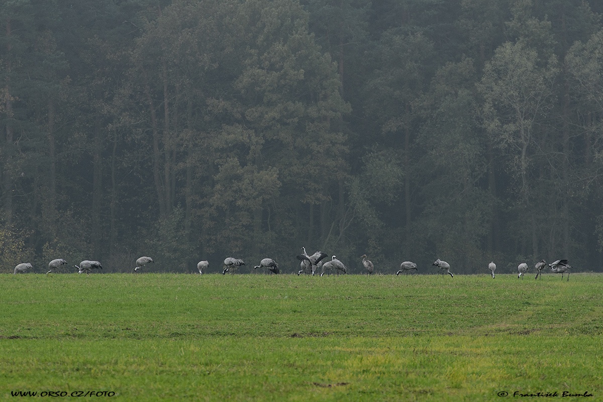   Jeřáb popelavý (Grus grus)