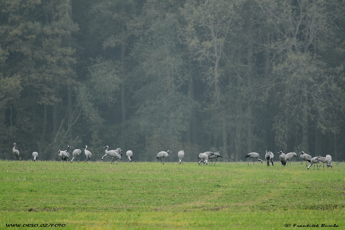   Jeřáb popelavý (Grus grus)