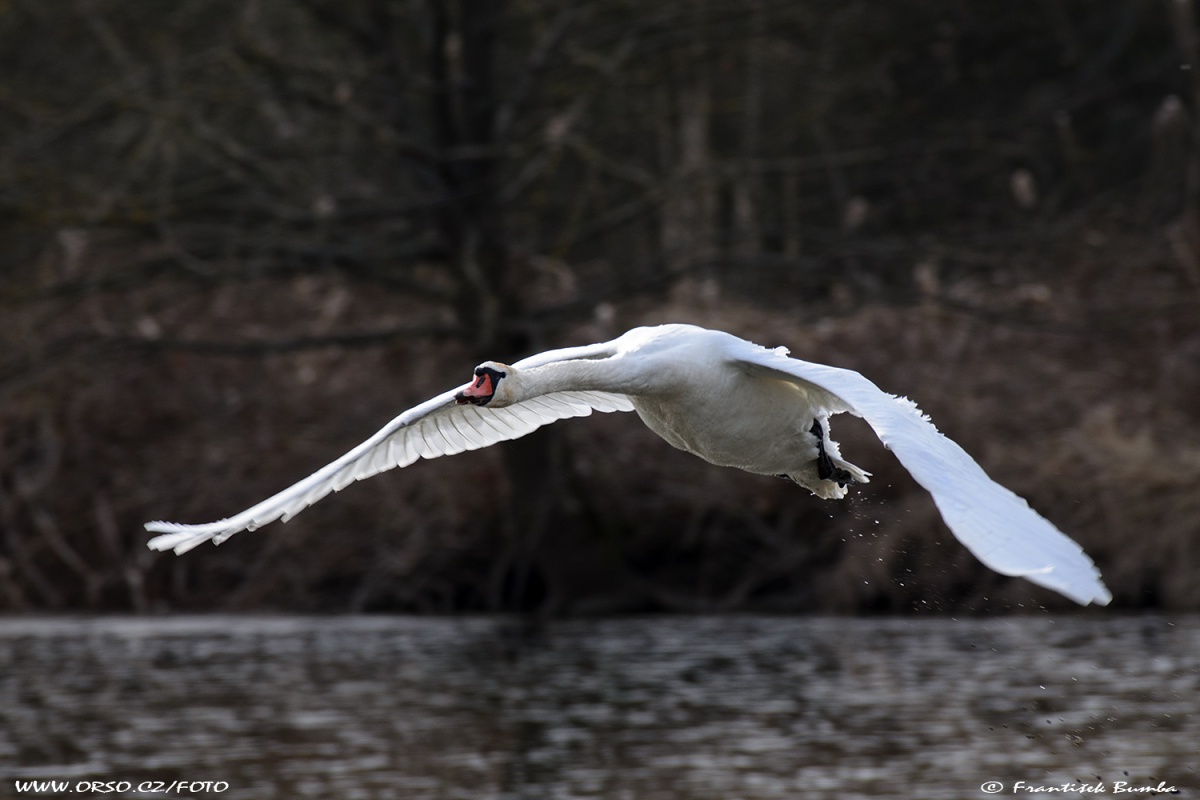   Labuť velká (Cygnus olor)