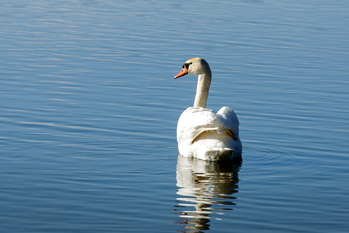   Labuť velká (Cygnus olor)