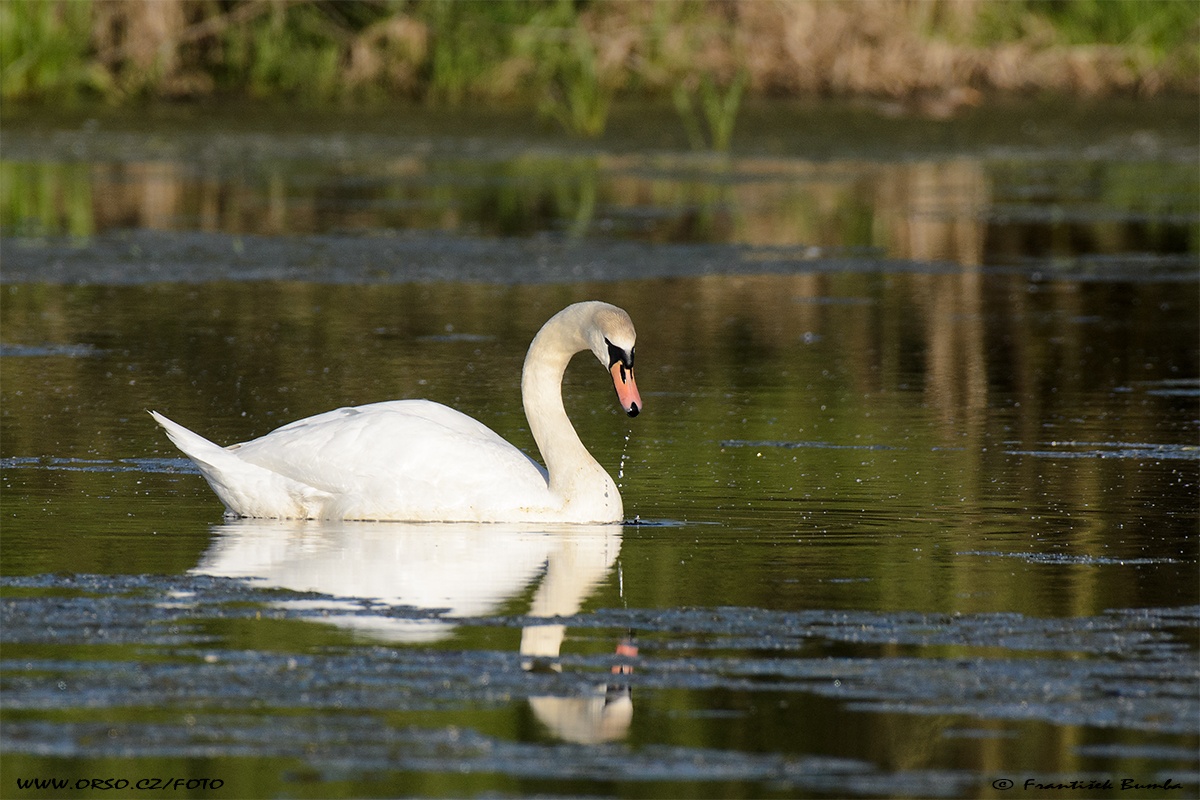   Labuť velká (Cygnus olor)