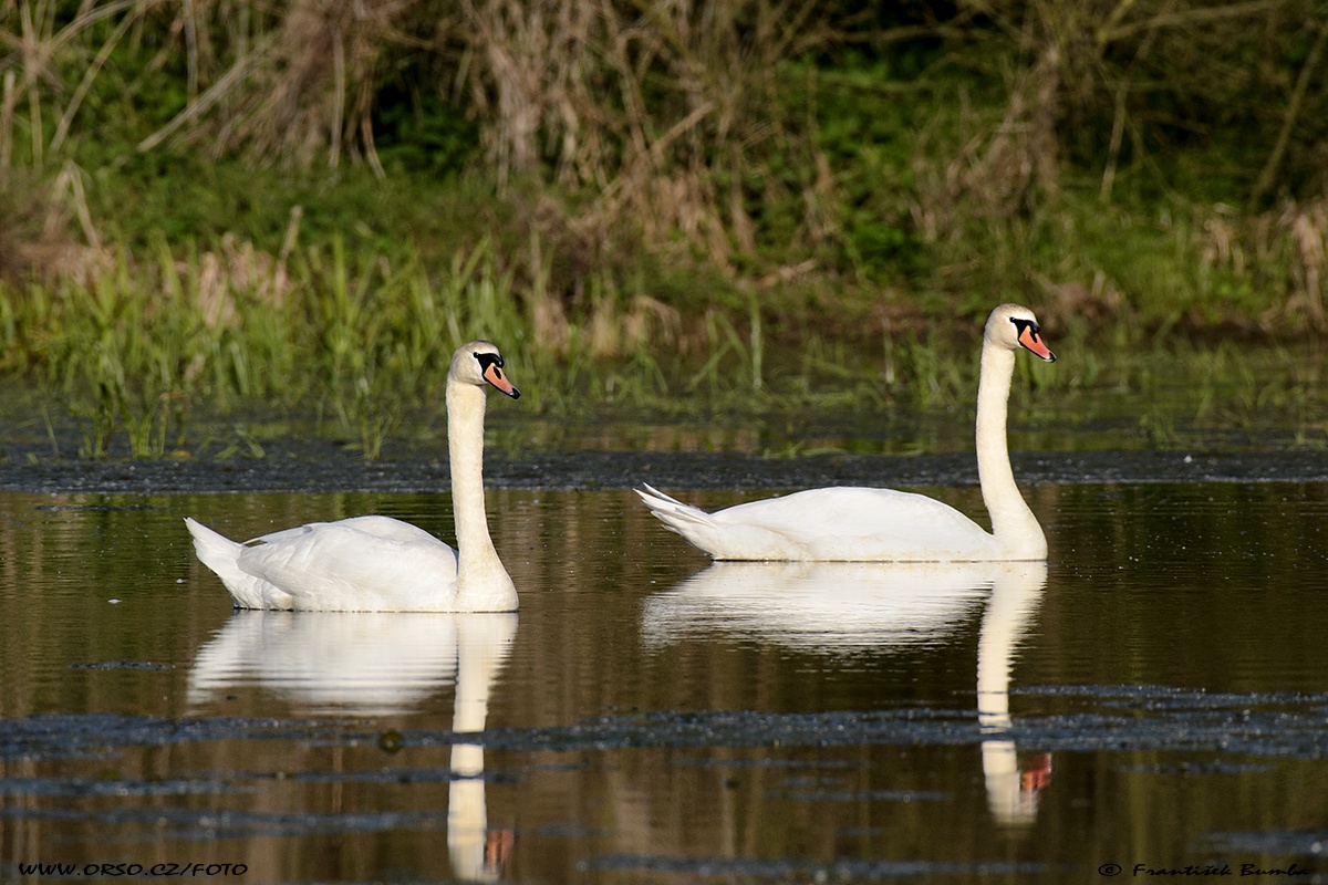   Labuť velká (Cygnus olor)