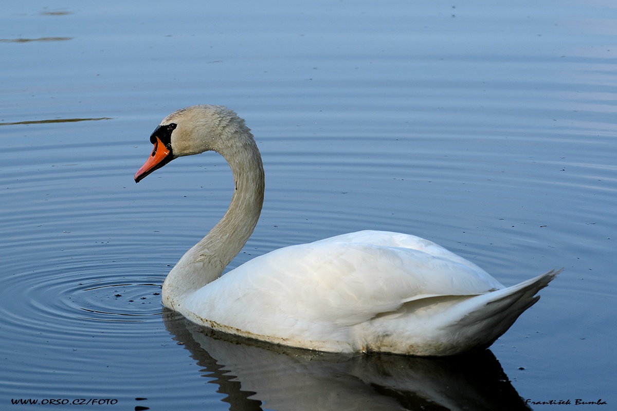   Labuť velká (Cygnus olor)