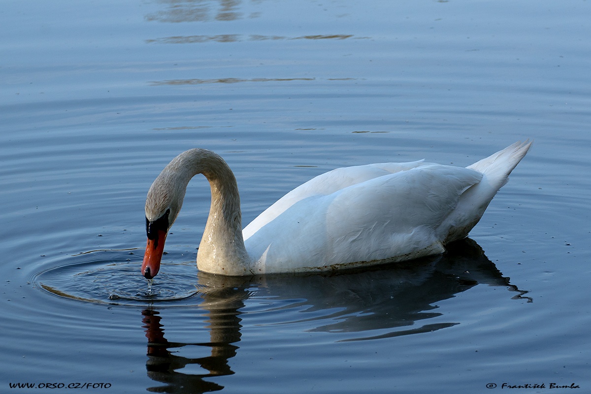   Labuť velká (Cygnus olor)