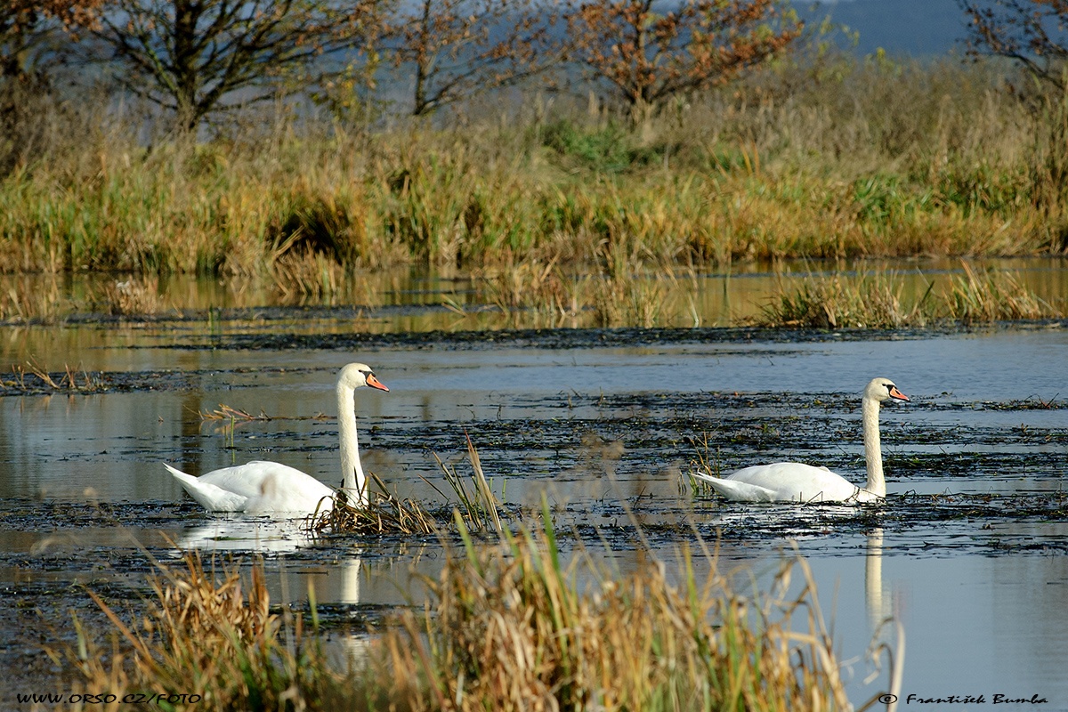   Labuť velká (Cygnus olor)