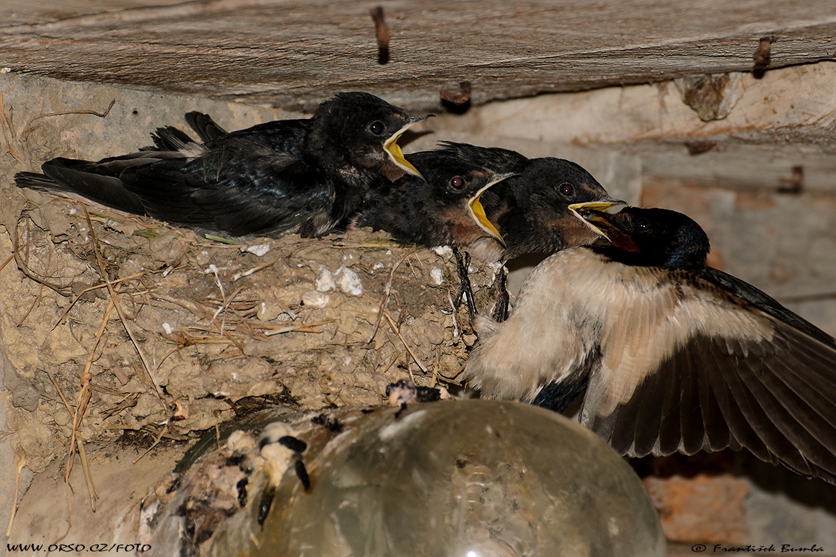   Vlaštovka obecná (Hirundo rustica)