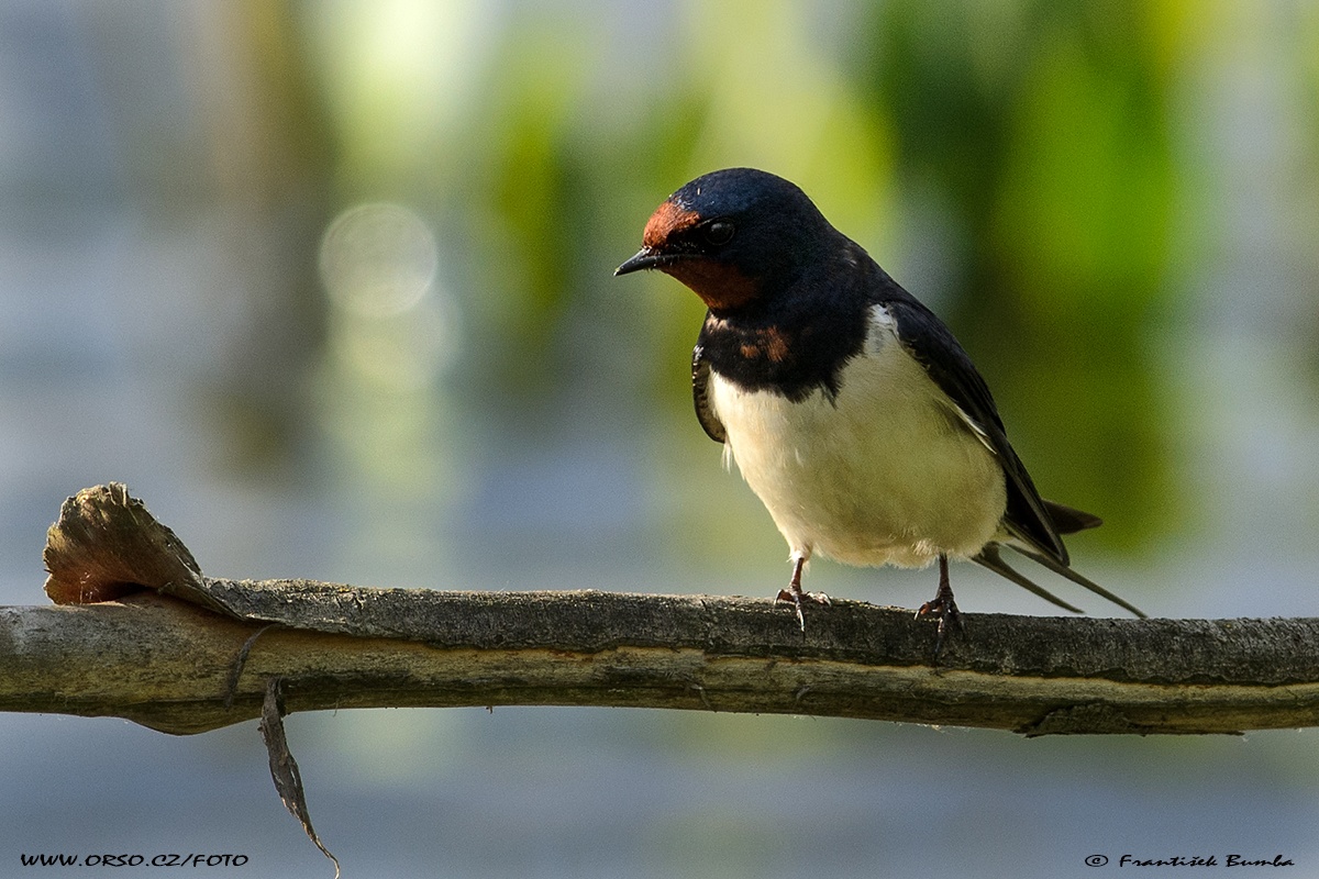   Vlaštovka obecná (Hirundo rustica)