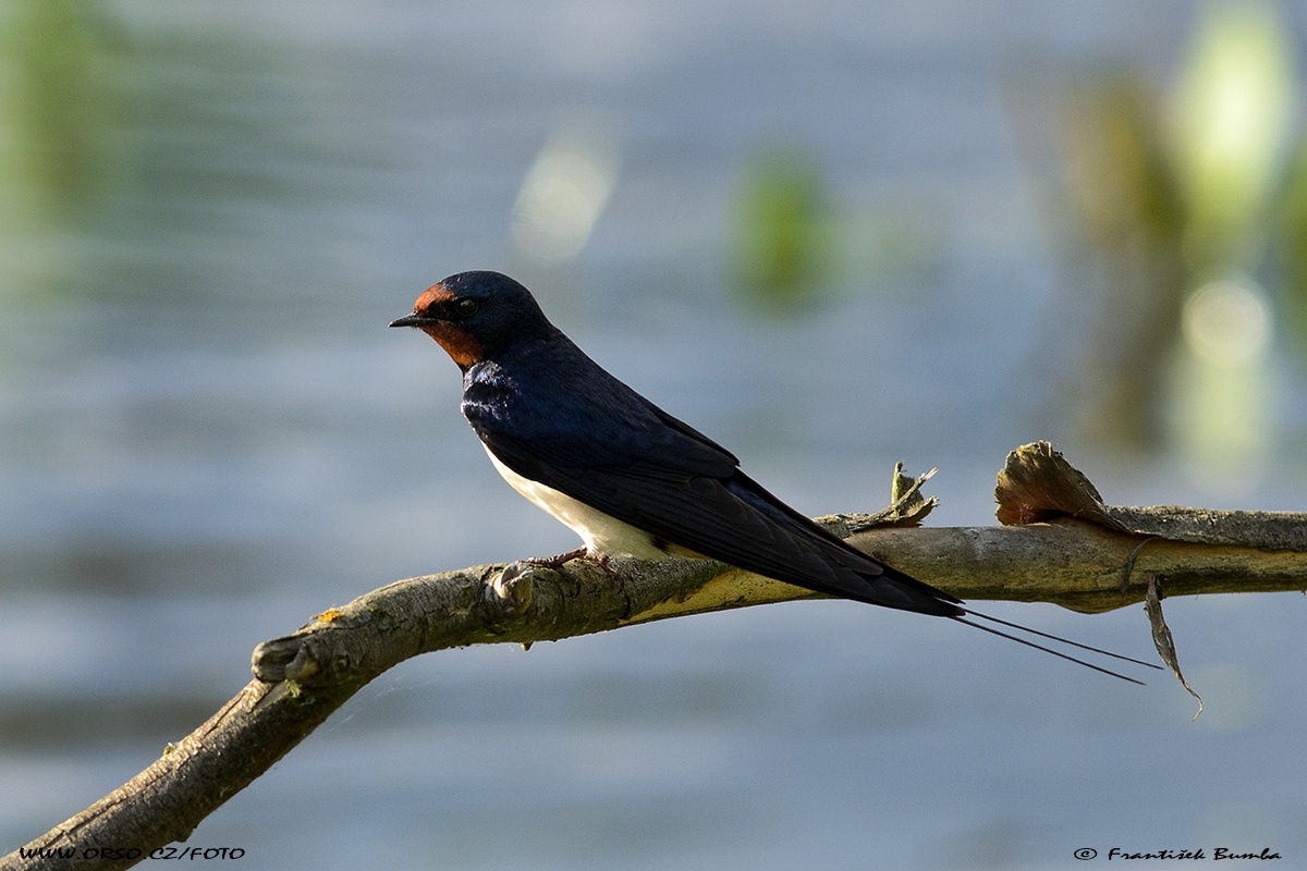   Vlaštovka obecná (Hirundo rustica)