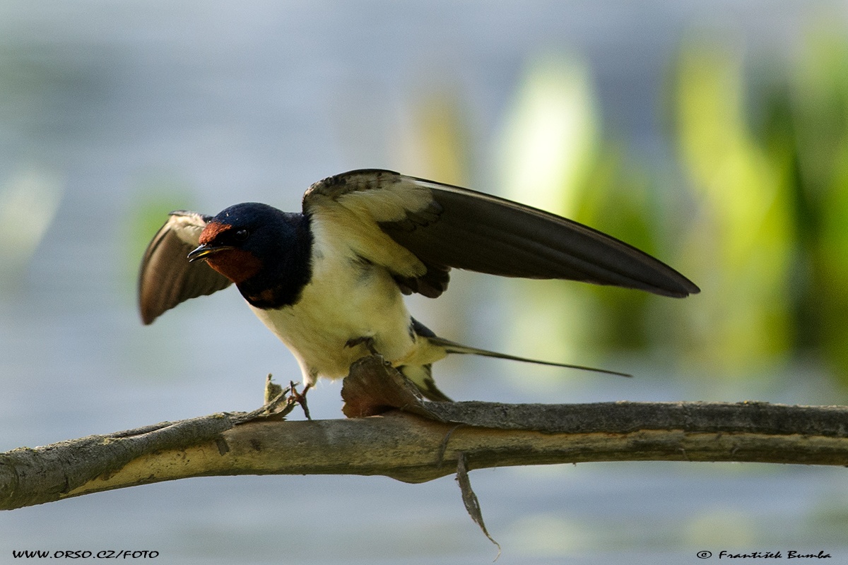   Vlaštovka obecná (Hirundo rustica)