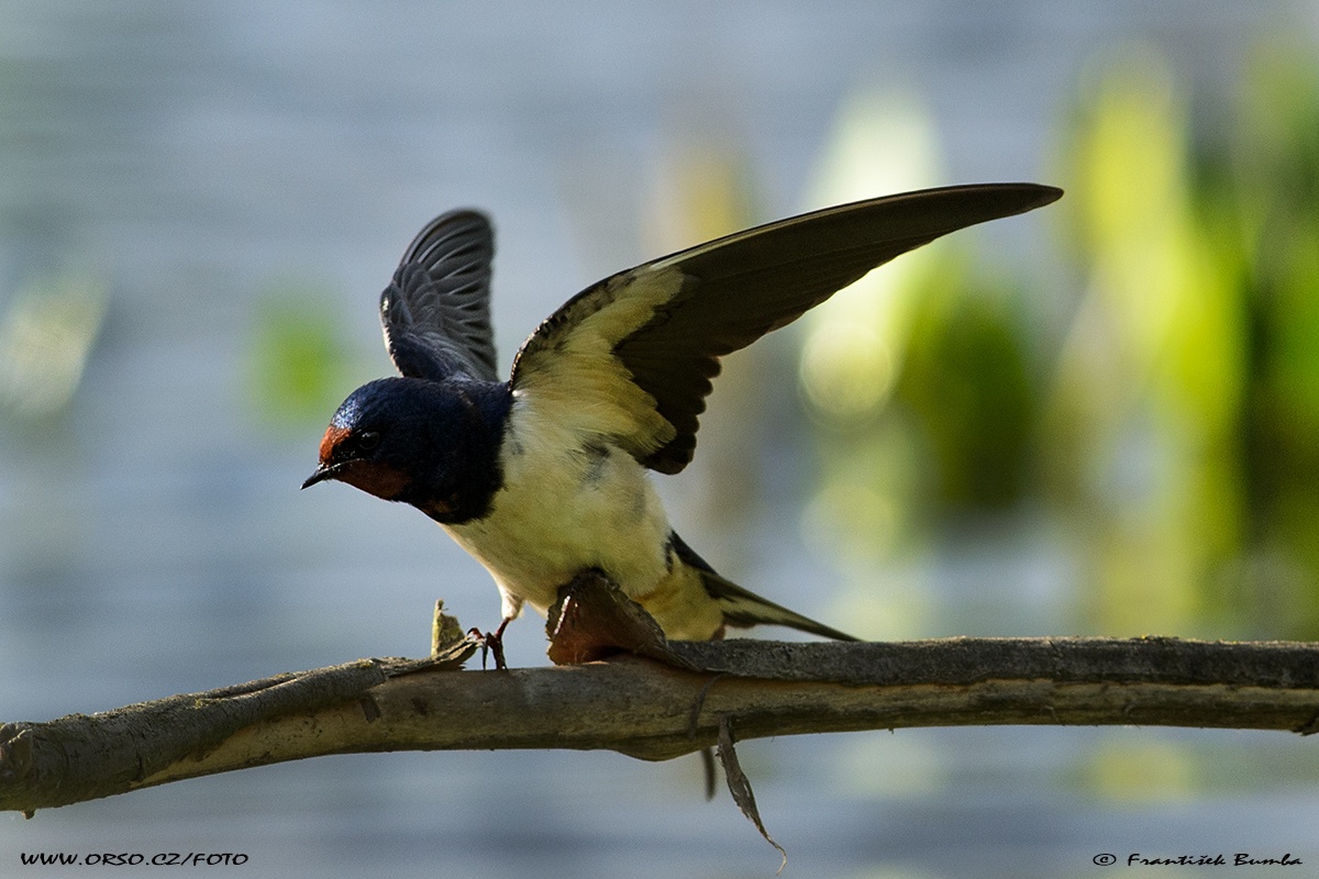   Vlaštovka obecná (Hirundo rustica)