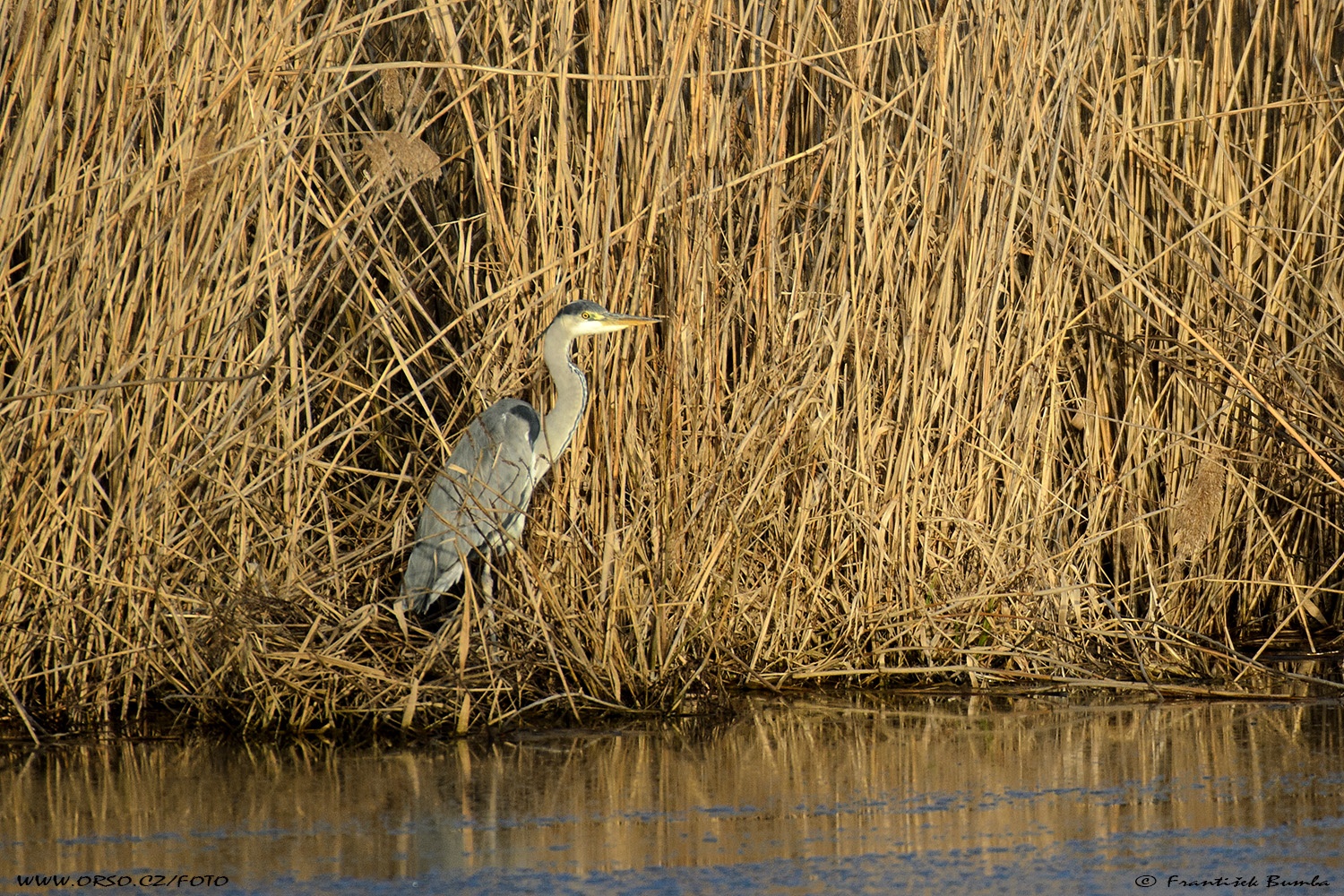  Volavka popelavá (Ardea cinerea)