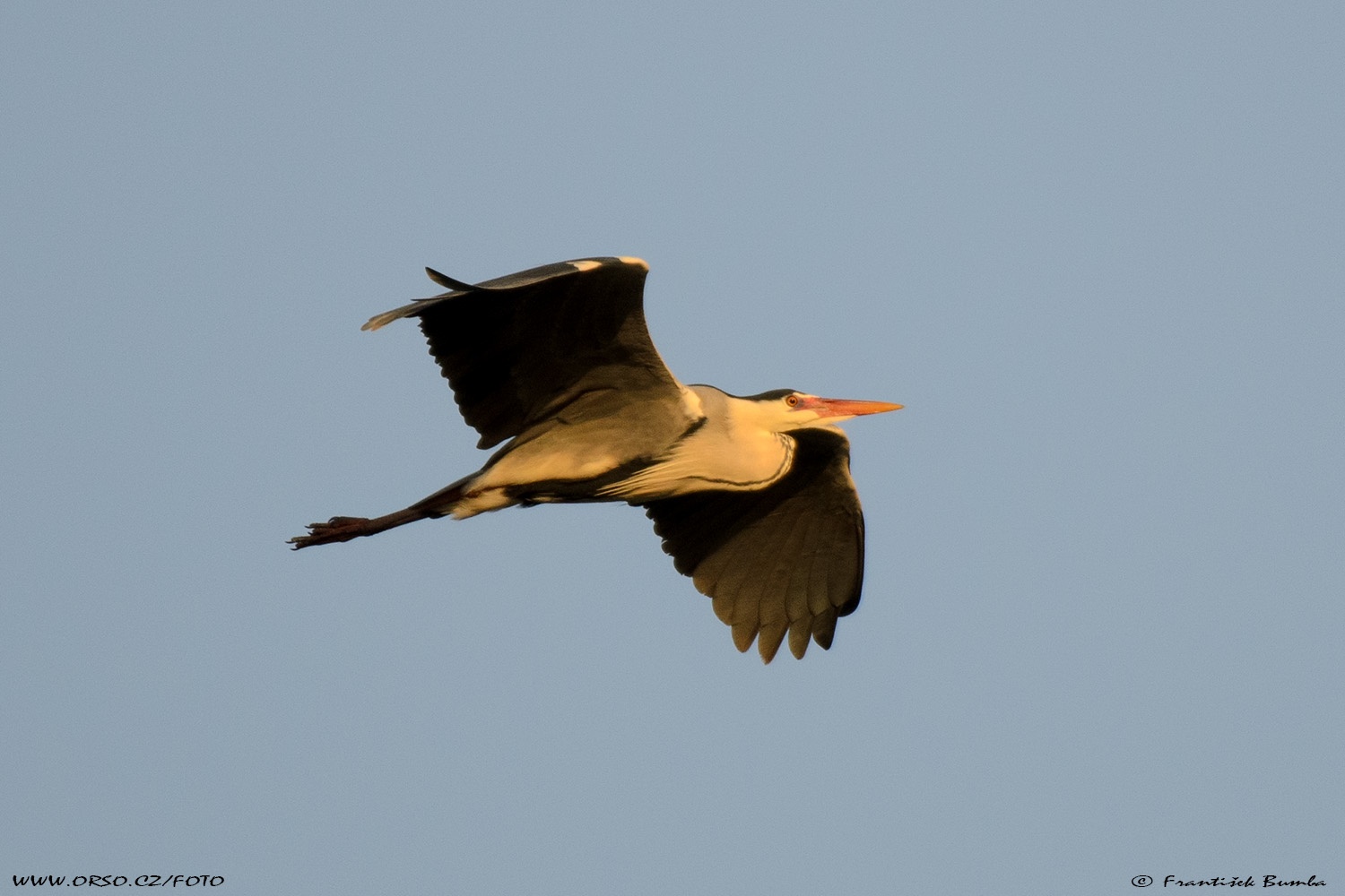  Volavka popelavá (Ardea cinerea)