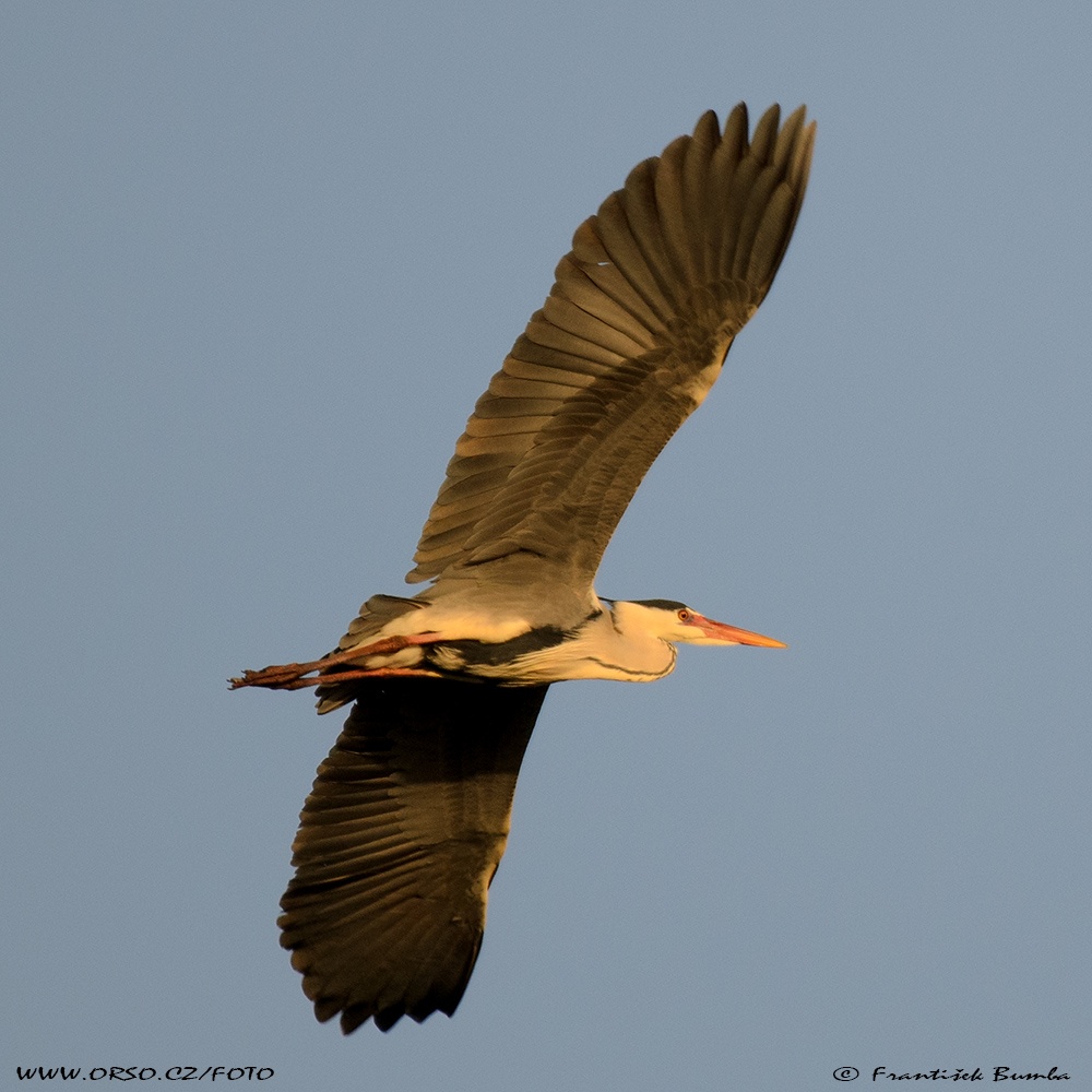  Volavka popelavá (Ardea cinerea)