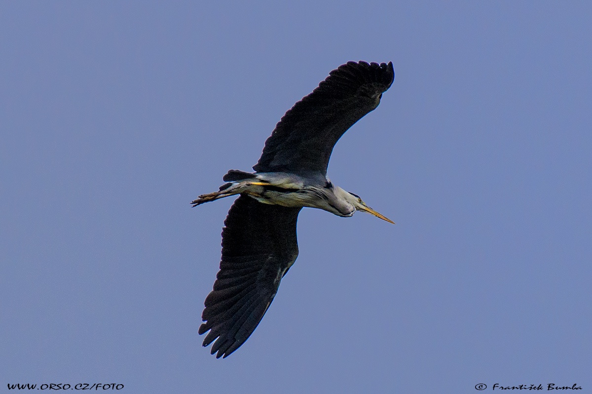  Volavka popelavá (Ardea cinerea)