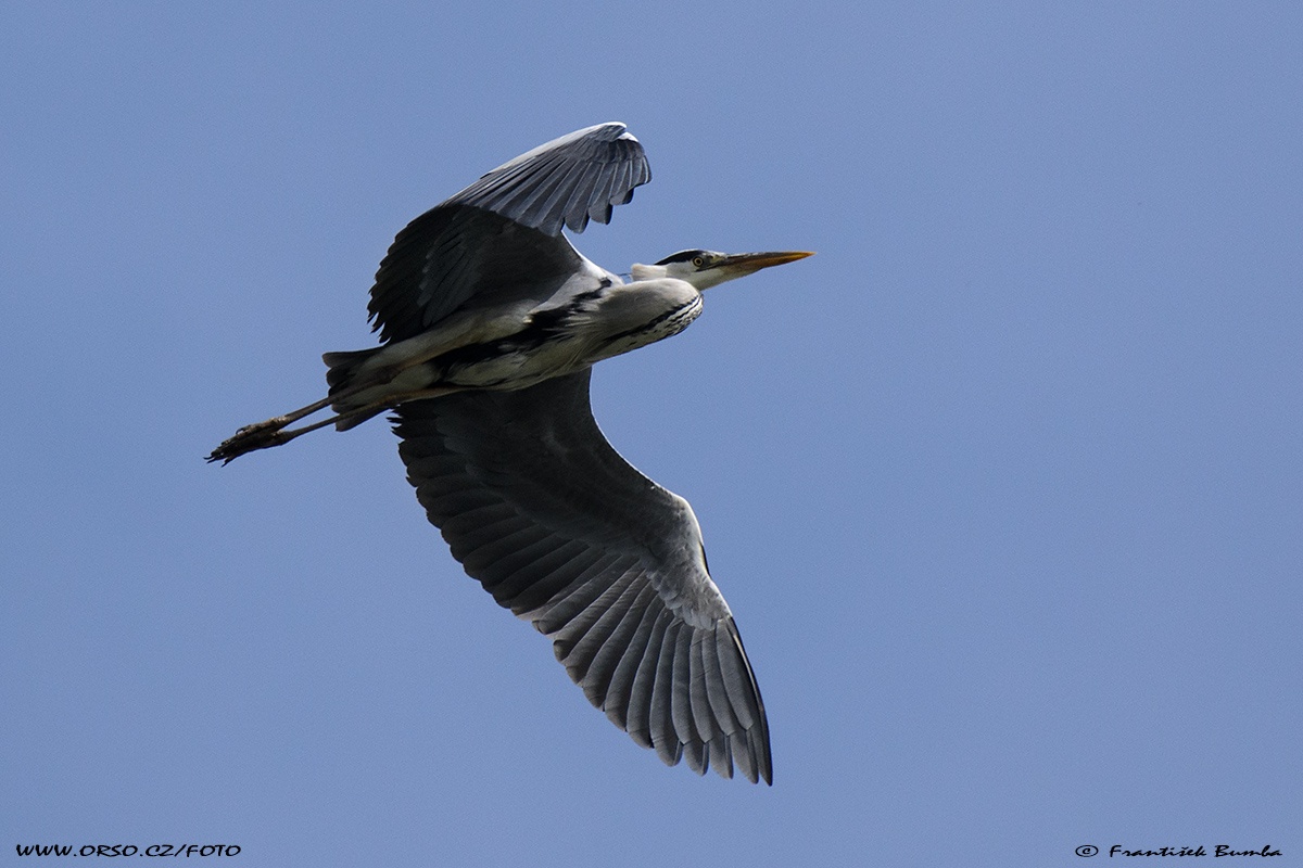  Volavka popelavá (Ardea cinerea)