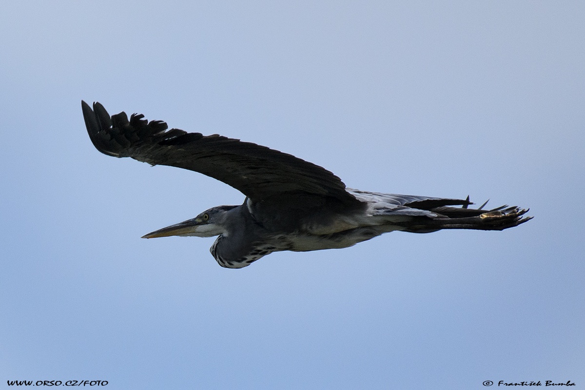  Volavka popelavá (Ardea cinerea)