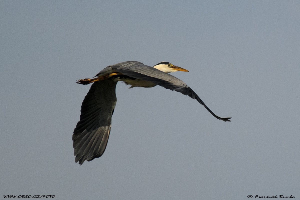  Volavka popelavá (Ardea cinerea)