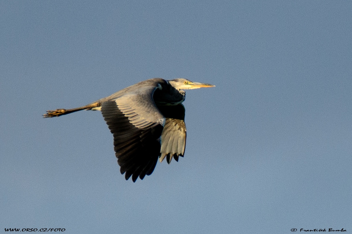  Volavka popelavá (Ardea cinerea)