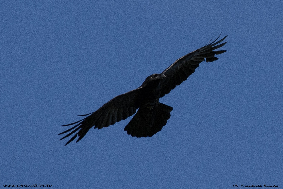 Krkavec velký (Corvus corax)