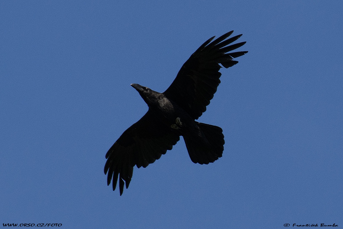 Krkavec velký (Corvus corax)