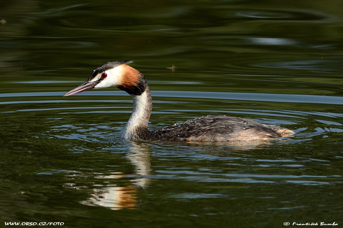 Potápka roháč (Podiceps cristatus)