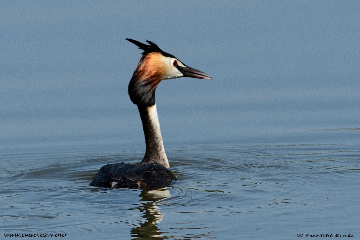 Potápka roháč (Podiceps cristatus)