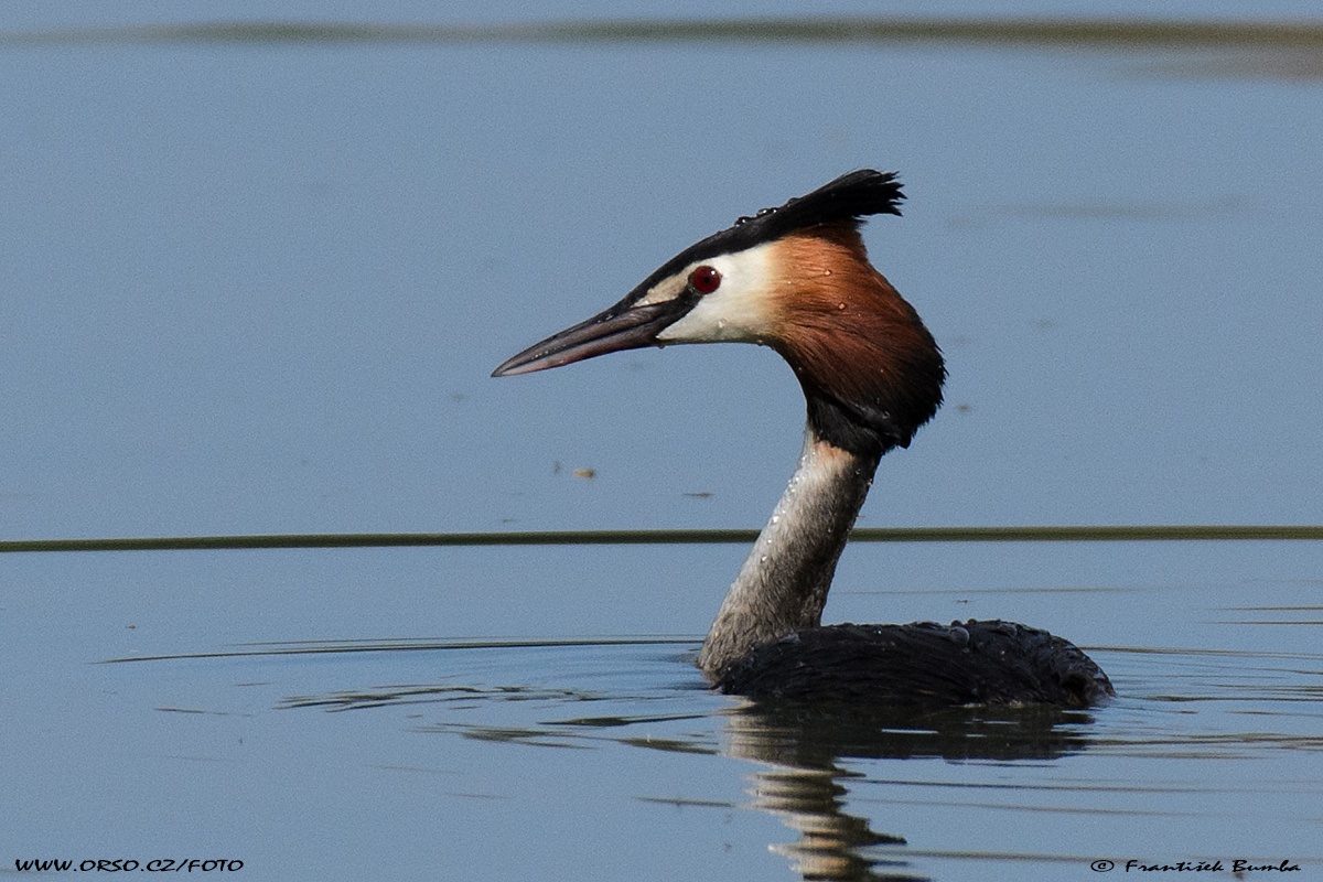 Potápka roháč (Podiceps cristatus)